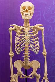 Skeleton in Your Closet